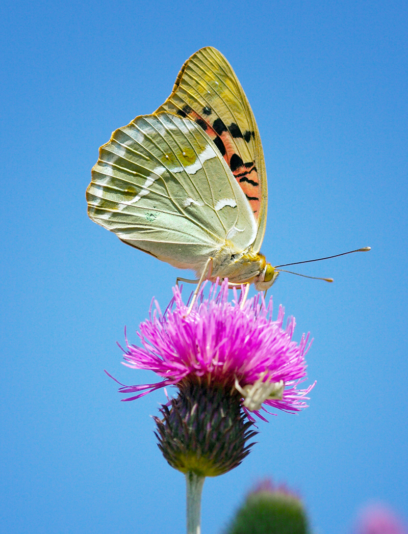 перламутровка