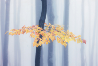 Осінній танок