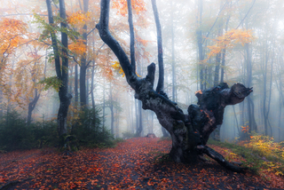 Казковий ліс