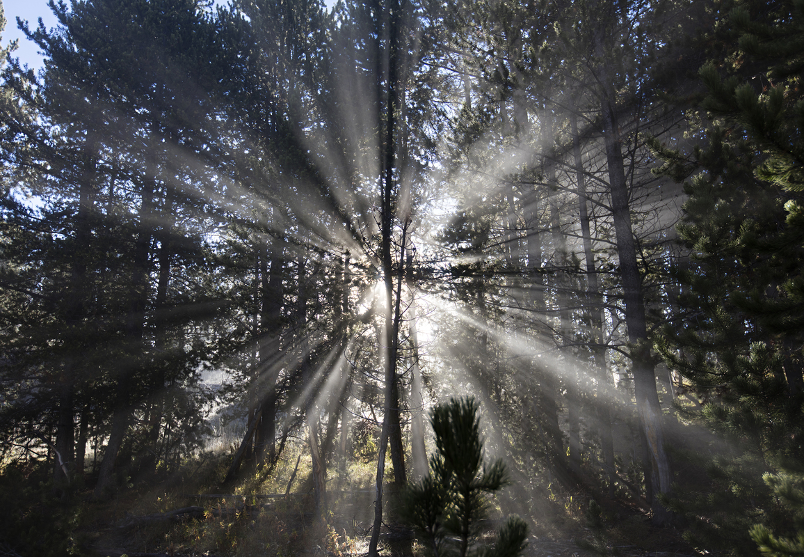 Through the Yellowstone forrest 5
