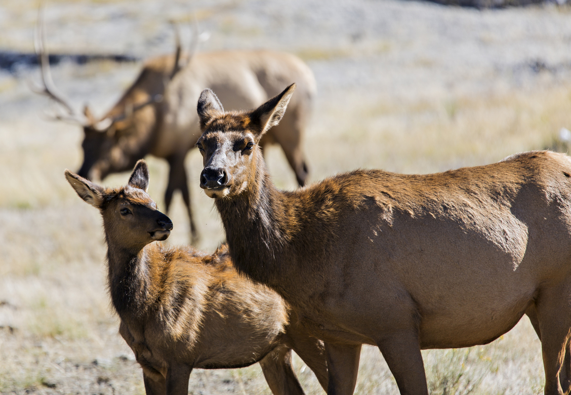 Elks Yellowstone 3