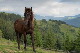 Так добре фотограф?