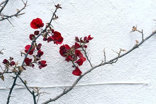 Червоне і біле.