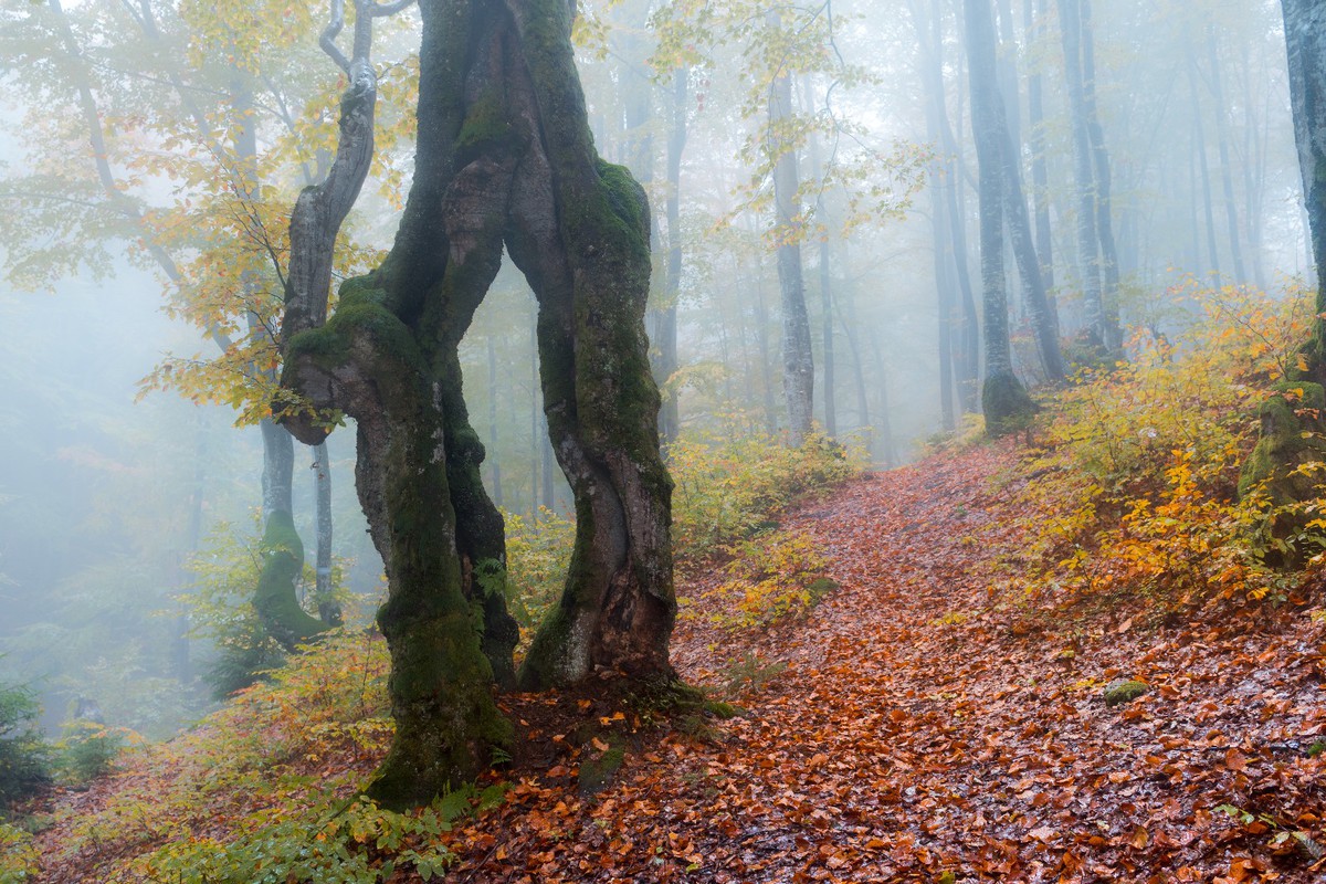 Портал у осінь