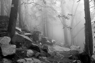 Містичний ліс