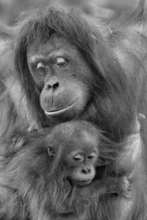Orang Oetan met baby in ZwW