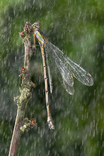 Overleven in rotweer