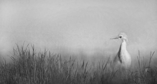 Koereiger in de mist