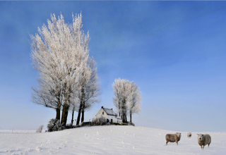 Drie schapen in kleur