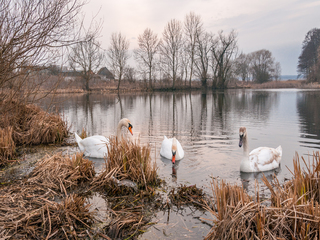 Весняні лебеді