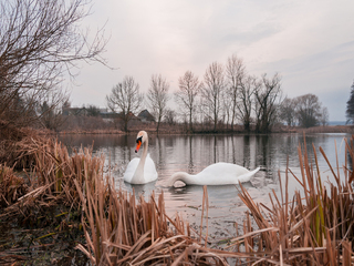Весняні лебеді