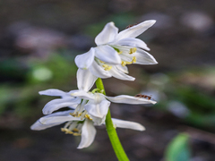 Сцила та мурахи