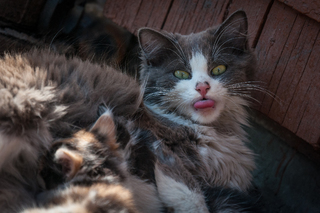 Язиката кішка