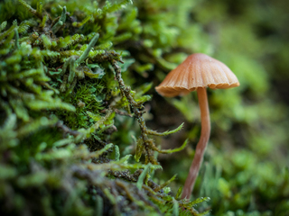 Парасолька