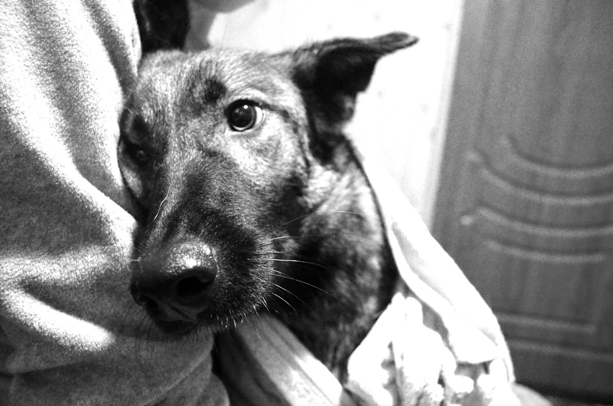 Покупалися