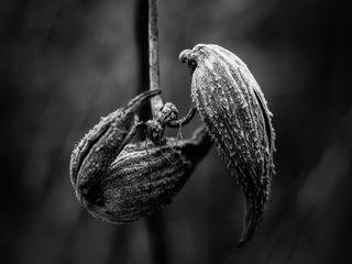 Скам’янілі птахи