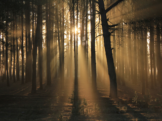 Весенними лучиками