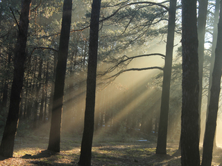 Лучиком надежды