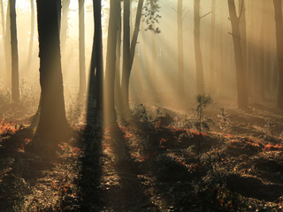 Подих весни