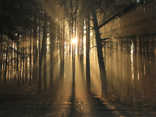 Подих весни 3.3