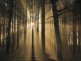 Просветление