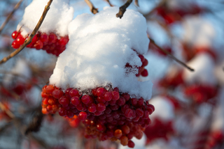 Калина під снігом.