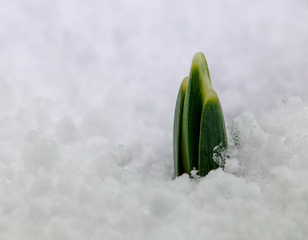Предвісник весни.