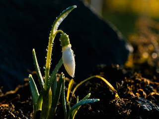 Перший підсніжник.