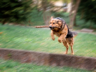 Дресирування.