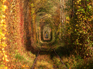 Золота осінь.