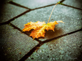 Ось і осінь прийшла.