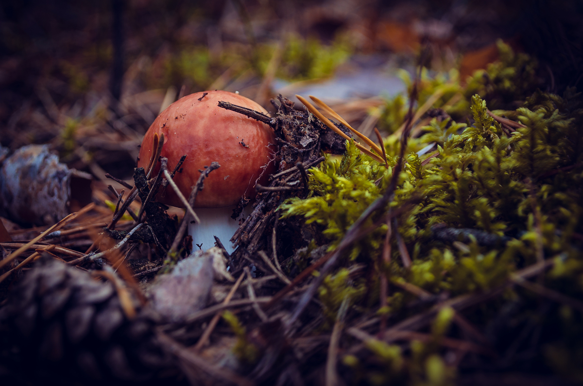 Сироїжка-малятко - ліси Соснівщини, 30 вересня 2017 р. 