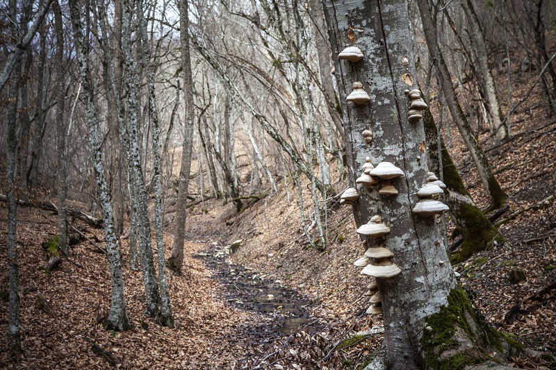 грибные места