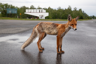 Чернобыльская лиса