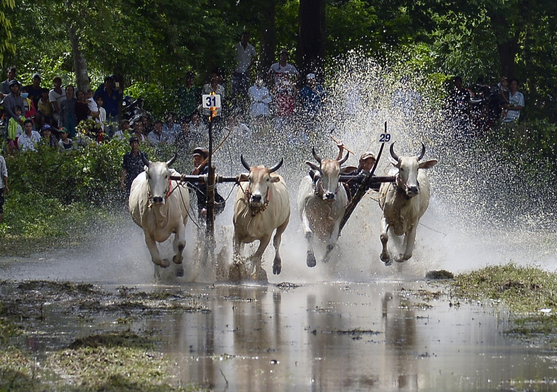 Cow Racing 