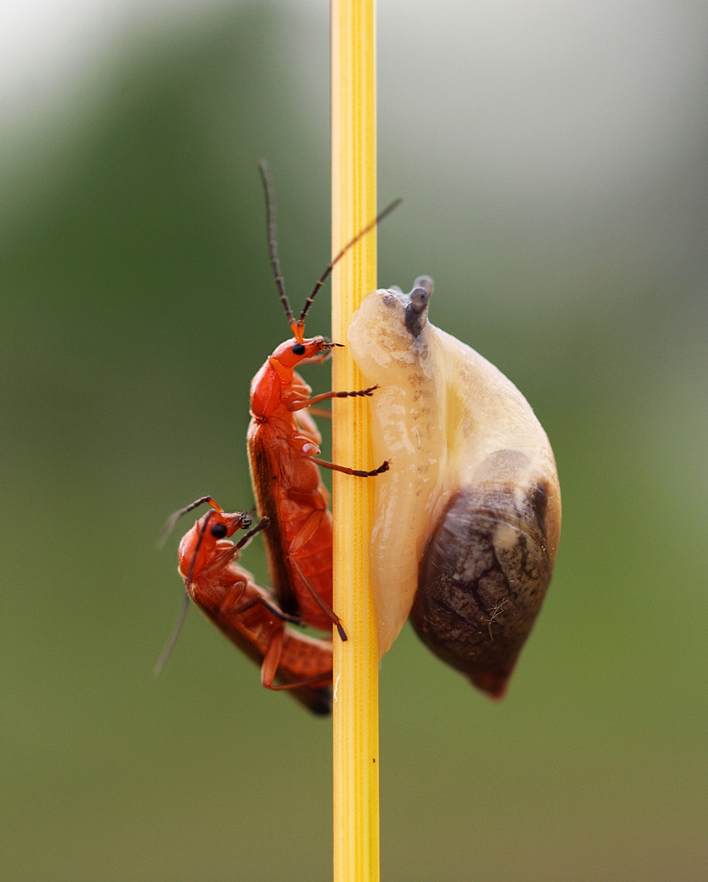  Series „ In my garden“ - Ready