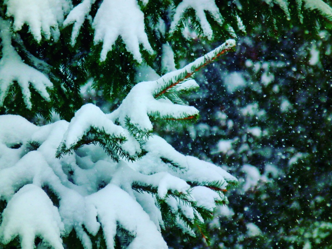 Засніжений спокій