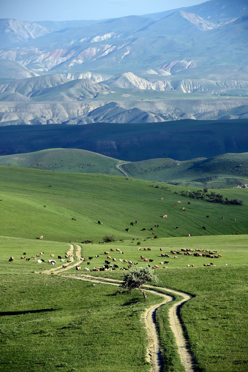 Return of the lamb, shepherd...