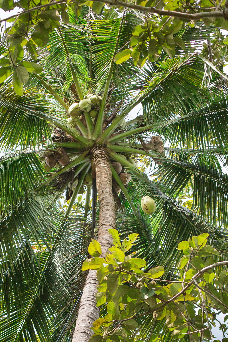 Сбор кокосов 1