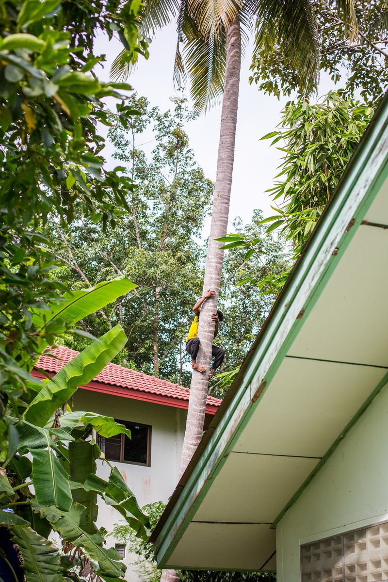 Сбор кокосов 2