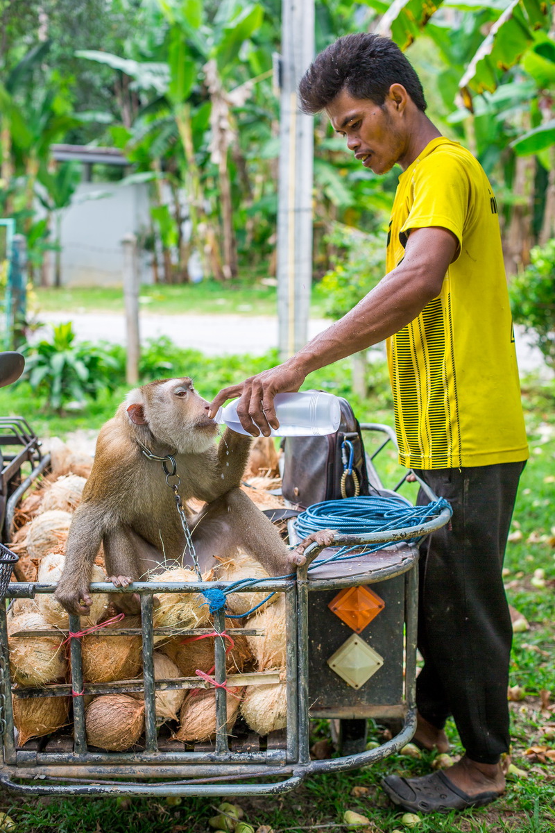 Сбор кокосов 4