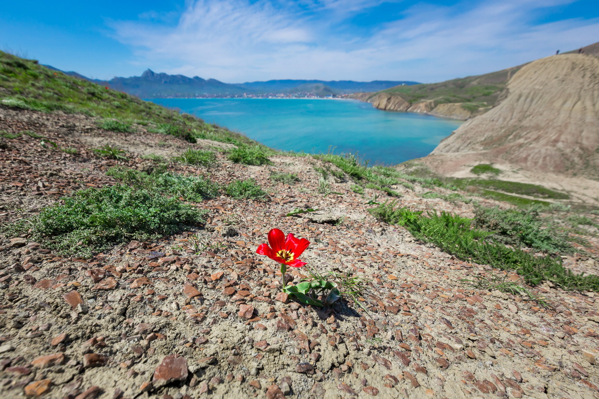 Дикий тюльпан