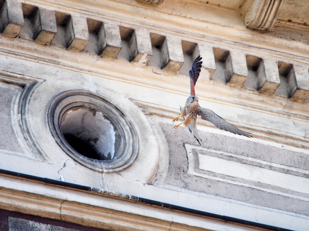 Kestrel in town