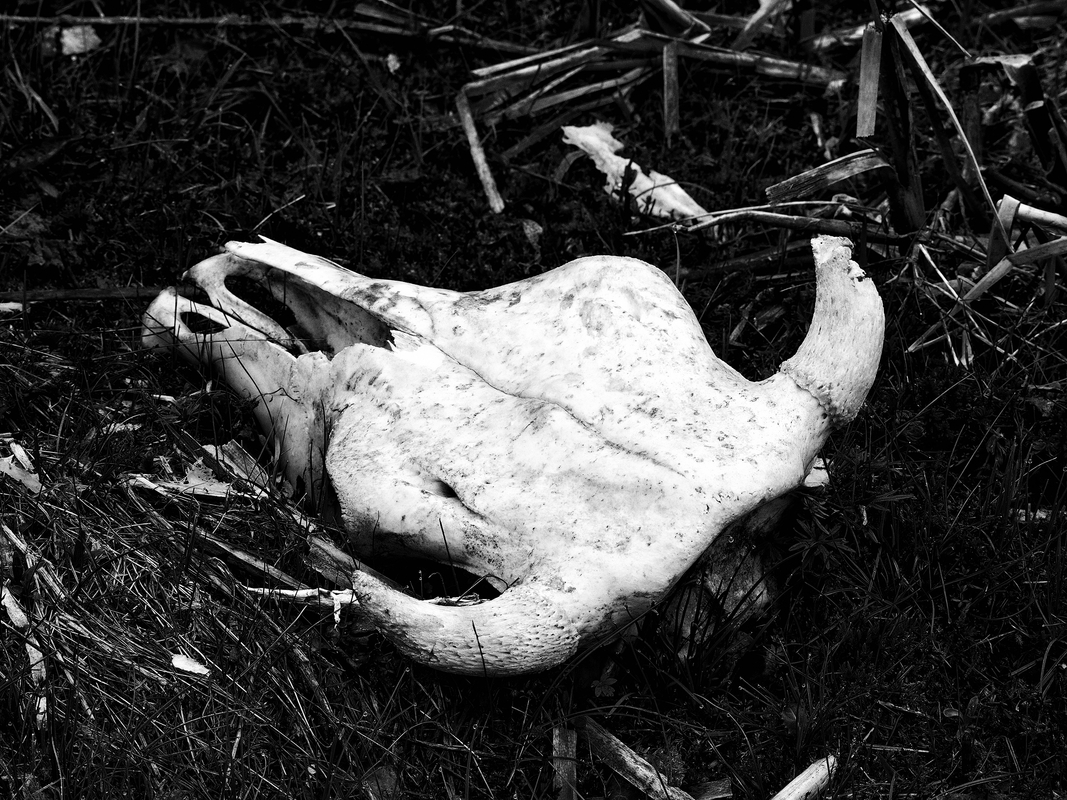 Cow skull 1