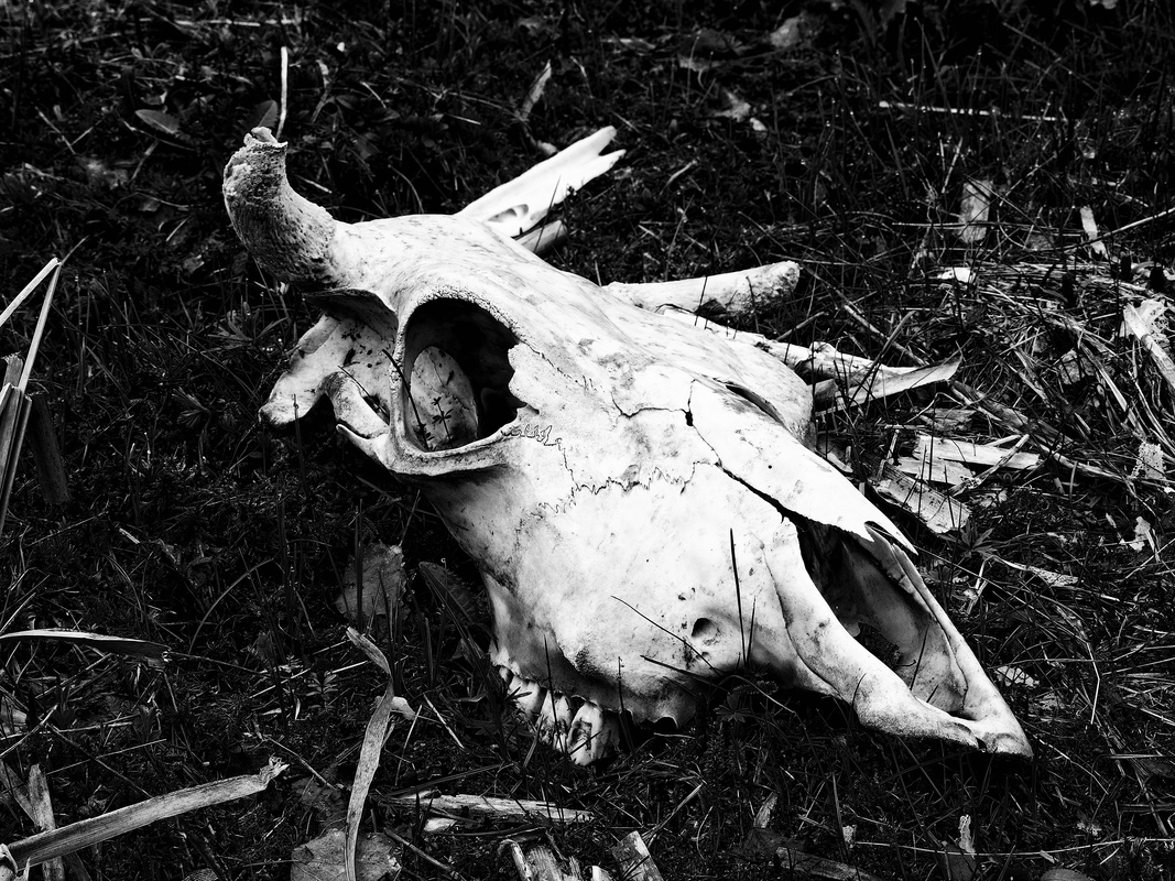 Cow skull 3