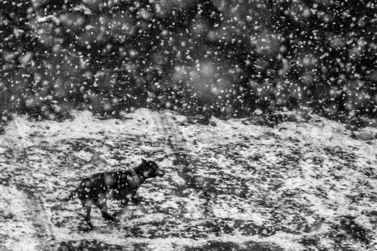 Костянтин Семицький / Пес 