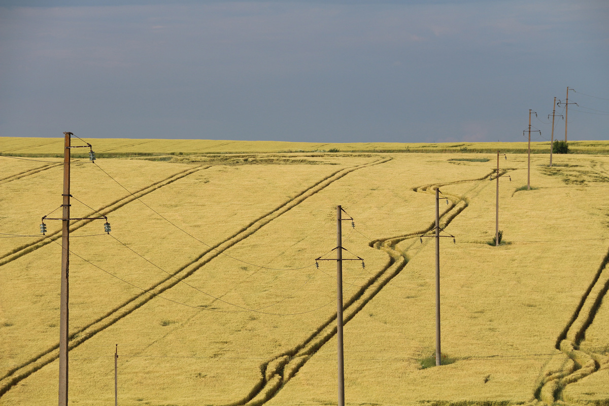 викрутаси на пшениці