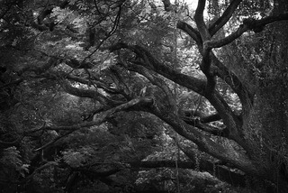 The treee and the bird