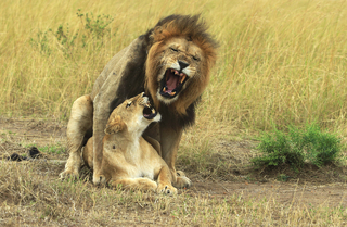 lion aggressive love