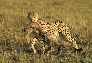 cheetah cub helps
